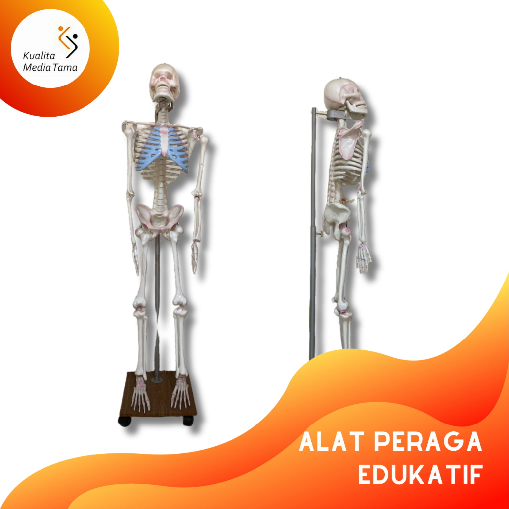 

Alat Peraga Torso Tubuh Manusia dan Kerangka Tubuh Manusia