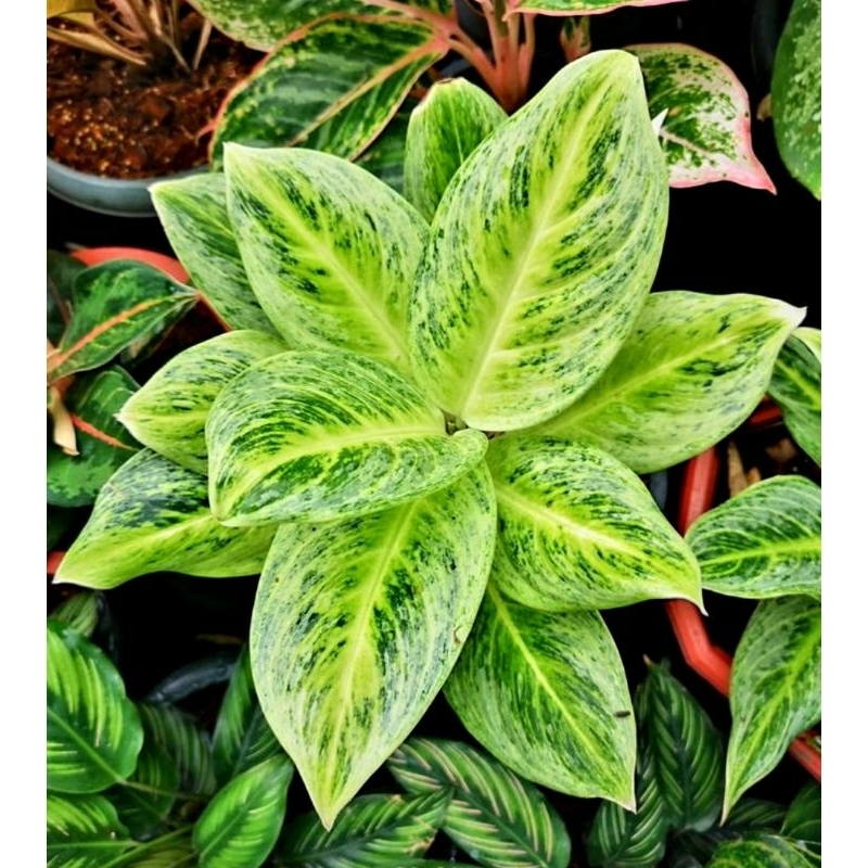Aglonema Big Roy Tanaman Hias Aglonema Aglaonema Big Roy Merah Mutasi Merah Murah Aglonema Bunga Agl