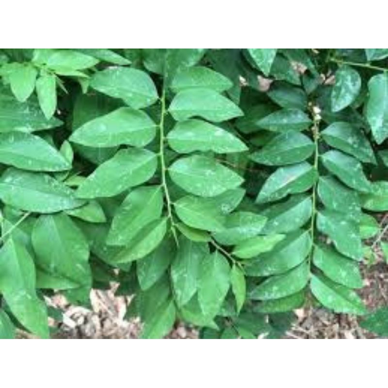 

Daun katuk Segar 250 Gram