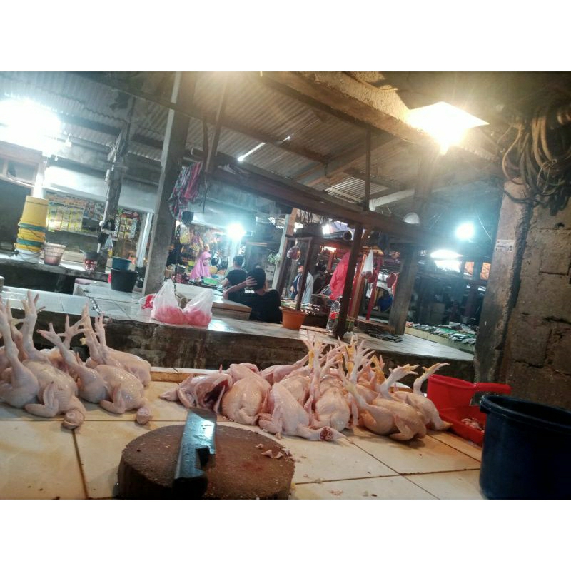 

ayam potong / broiler