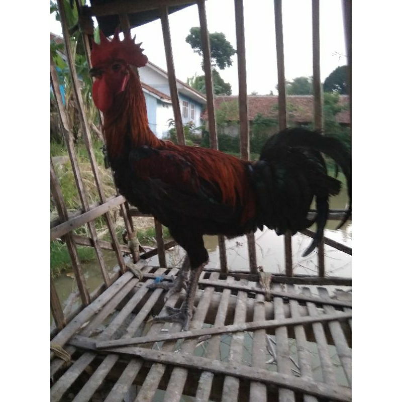 Ayam Pelung Dewasa/Ayam Pelung Jago/Ayam Pelung Jantan