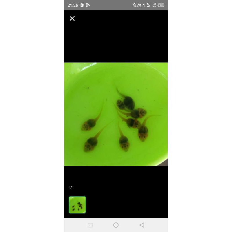 hiasan akuarium kecebong pakan ikan 50e