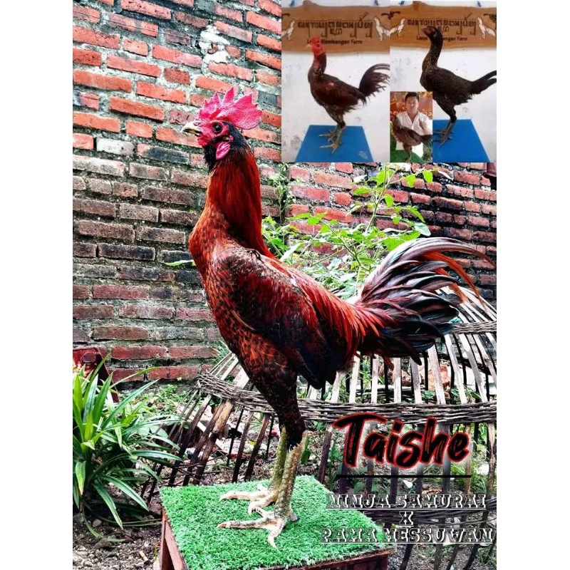 

NINJA SAMURAI ( TELUR FERRTIL ISTIMEWA )
