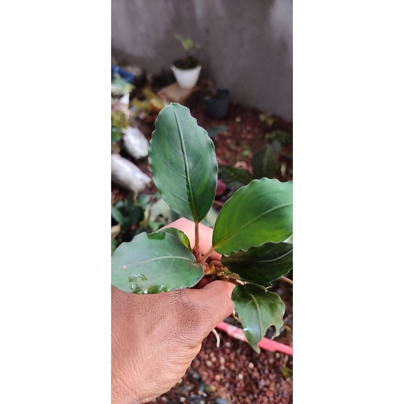 bucephalandra
