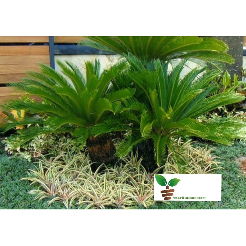 Tanaman hias Sikas Mawar Jambe tinggi 1meter