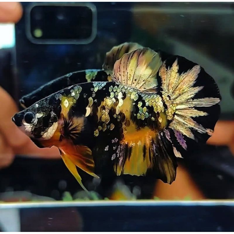 YKC Cupang Yellow koi Cooper