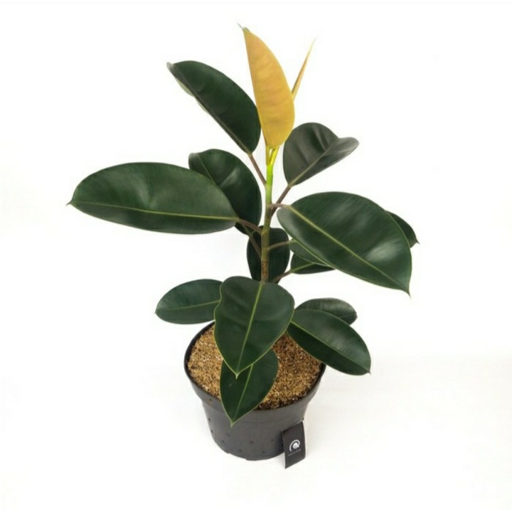 Tanaman hias indoor pot karet kebo/ ficus elastica - tanaman outdoor karet kebo