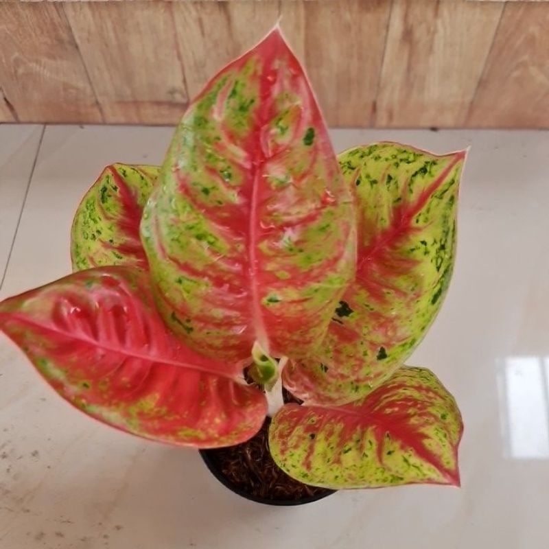 Aglaonema mahasety dewasa