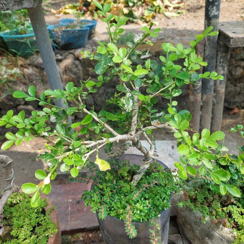 Tanaman Bonsai Kemuning Jepang