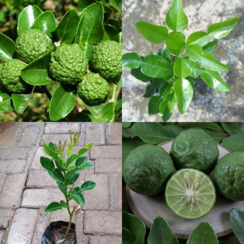 Bibit daun jeruk purut