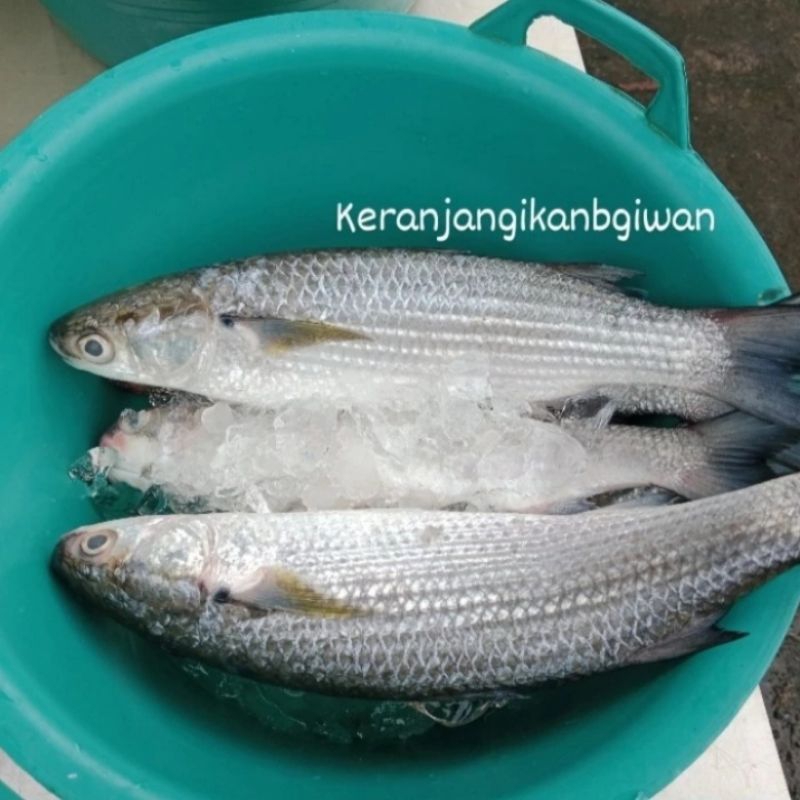 

Ikan belanak segar 1kg isi 2/3 (bukan frozen) free dibersihkan gratis minyak goreng 1liter