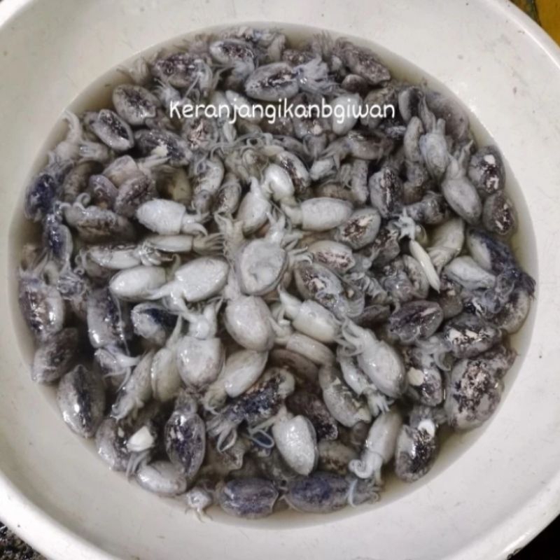 

Cumi sontong / balakutak segar 1kg (bukan frozen) free dibersihkan gratis minyak goreng 1liter