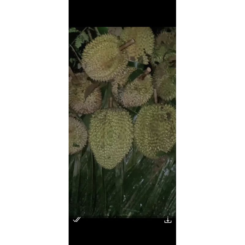 

BUAH DURIAN ISI TEBAL