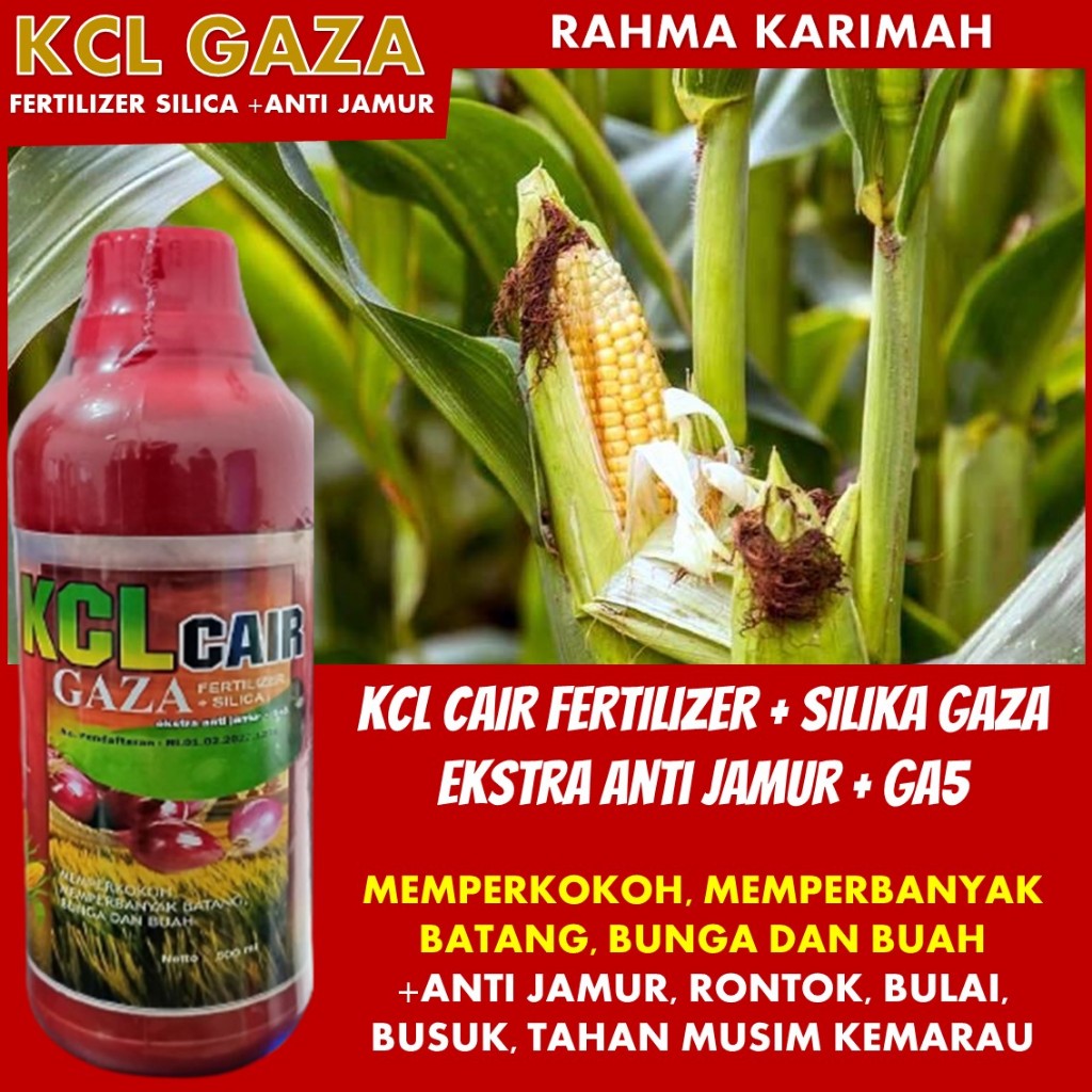Rahasia Sukses Jagung Berkualitas Tinggi: Pupuk Kalsium Cair Anti Rontok KCL GAZA isi 500 ML untuk P