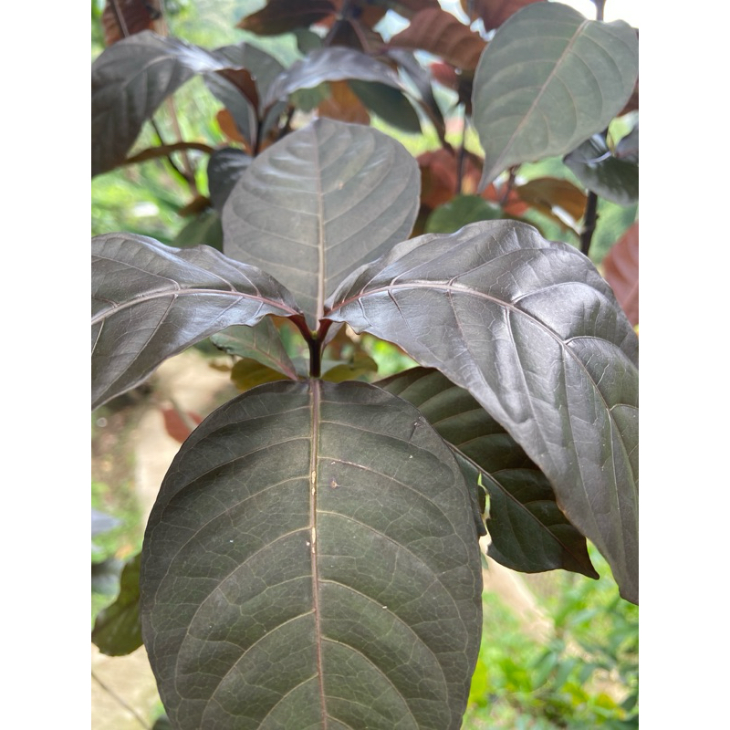 

Daun ungu / daun handeuleum 50 lembar pilihan-az