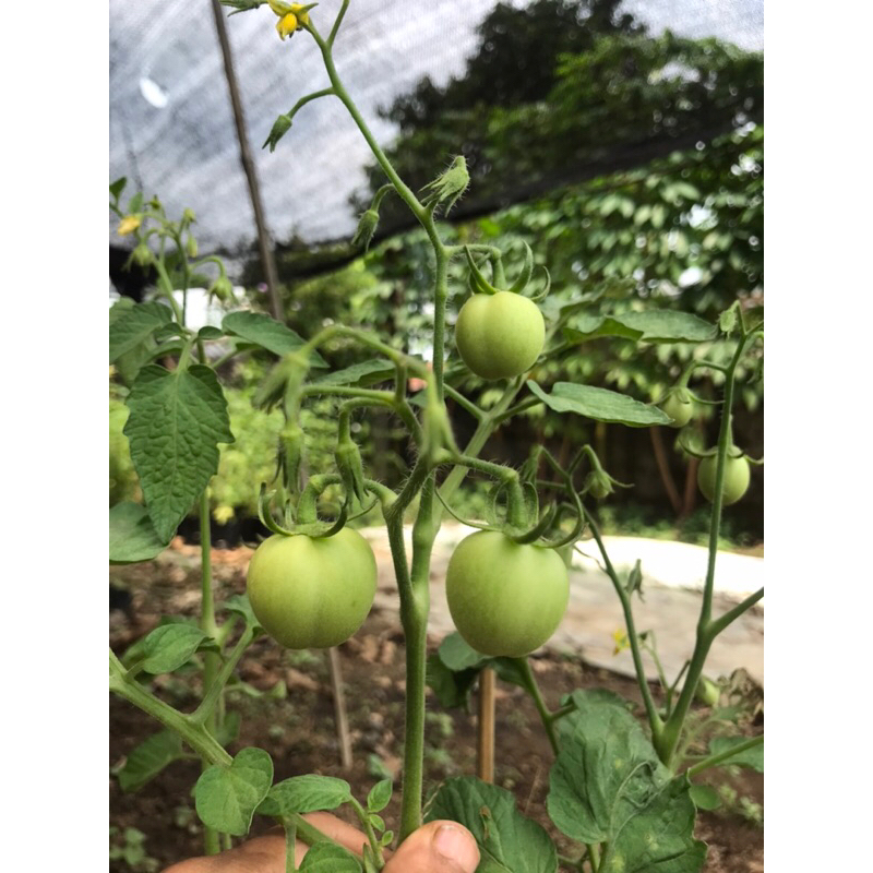 Bibit Tomat Apel besar sudah berbuah rimbun banyak | Tomat Apel Besar