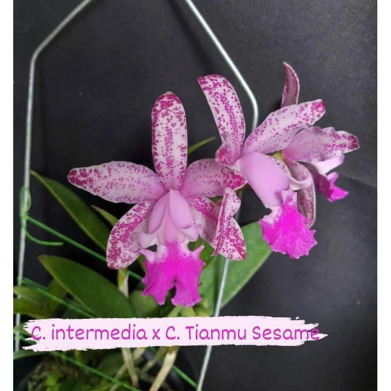 Cattleya intermediate x tianmu sesame
