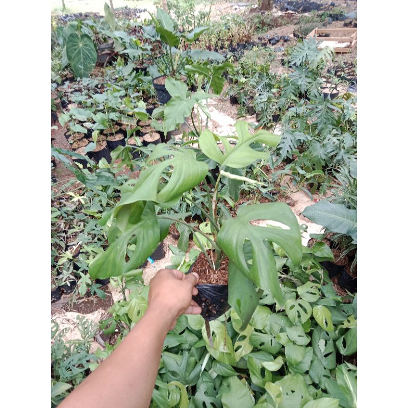 pohon monstera rapidhopora - pohon rambat monstera