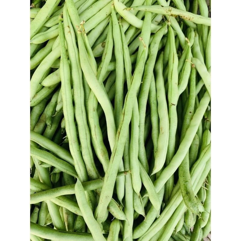 

SAYUR BUNCIS SAYUR FRESS SAYUR SEGAR