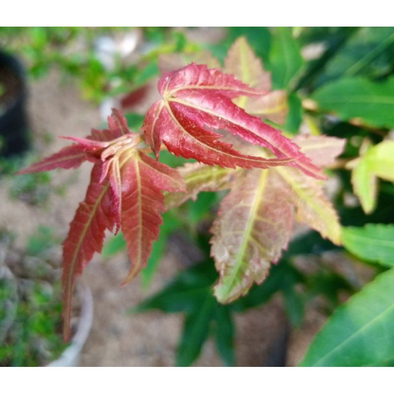 pohon bonsai maple green pucuk merah