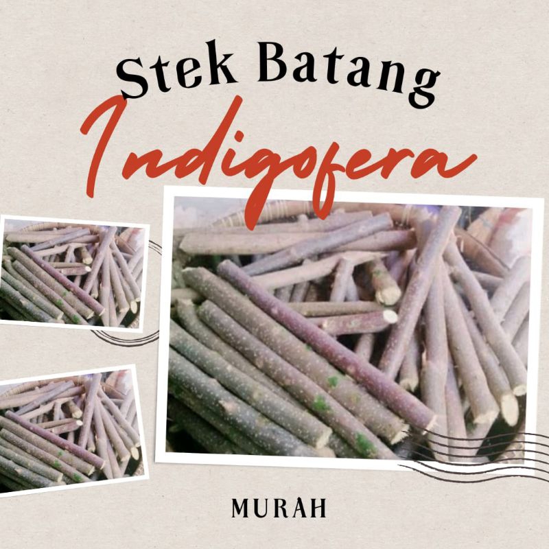 bibit indigofera murah (bonus biji indigofera)