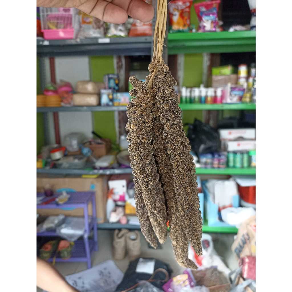 5 Tangkai Jewawut Hitam spray millet Black foxtail Pakan Burung dan Camilan Hamster