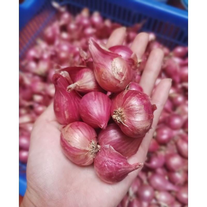 

Bawang Merah Nganjuk TB 1kg
