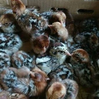 DOC Anak Ayam Kampung Arab