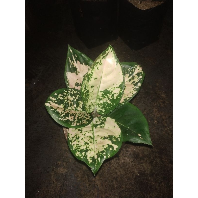 Aglonema suksom white