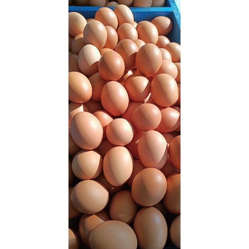 

Telur Ayam negeri fresh bandung per 1 kg / Distributor telur ayam / Grosir dan Eceran telur ayam