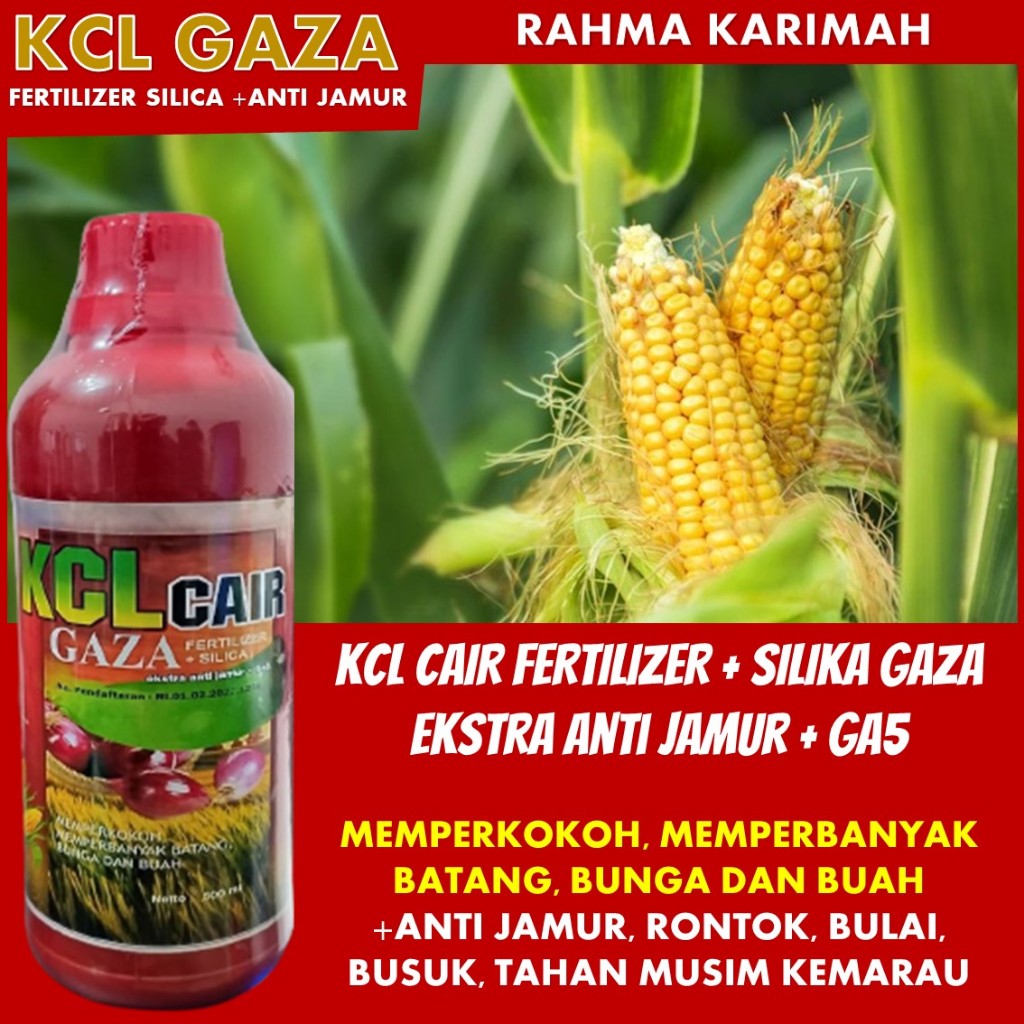 Menghadapi Tantangan Musim dengan Pupuk Kalsium Cair KCL GAZA isi 500 ML - Perlindungan Anti Bulai d