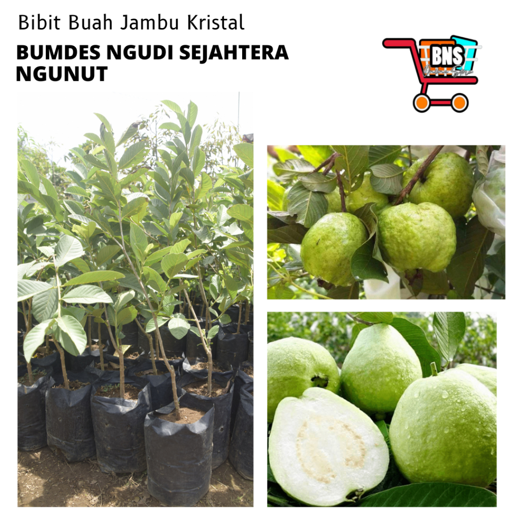 BIBIT JAMBU KRISTAL/BIBIT BUAH JAMBU KRISTAL/BIBIT BUAH JAMBU/BIBIT BUAH JAMBU KRISTAL BERKUALITAS