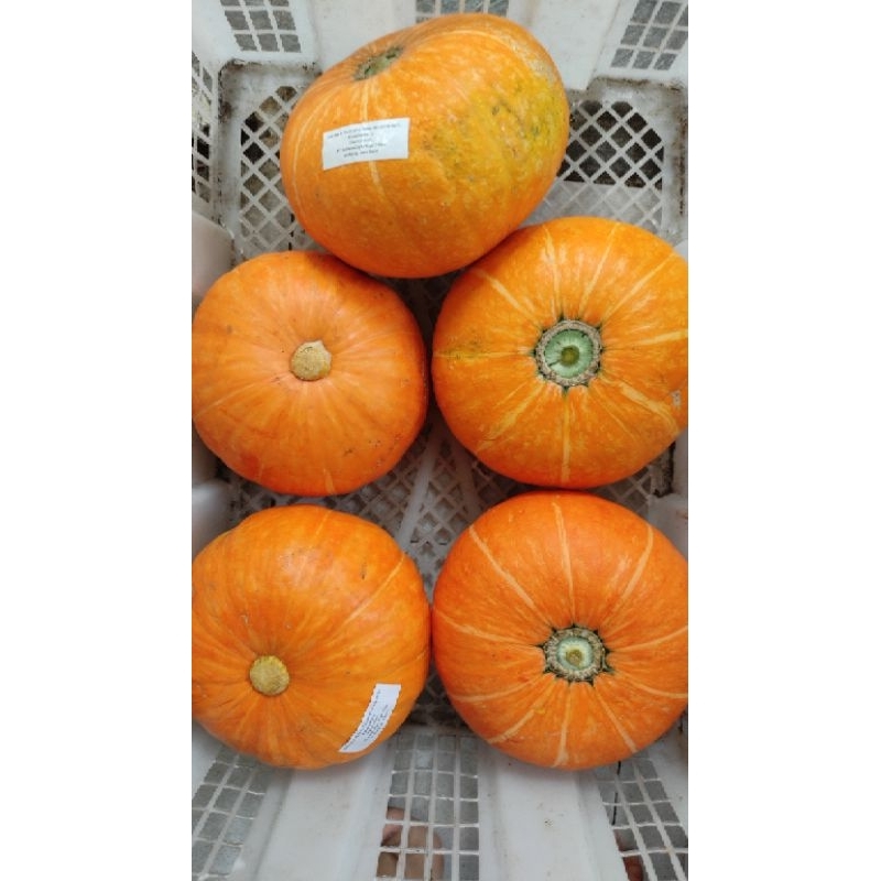 

Kabocha