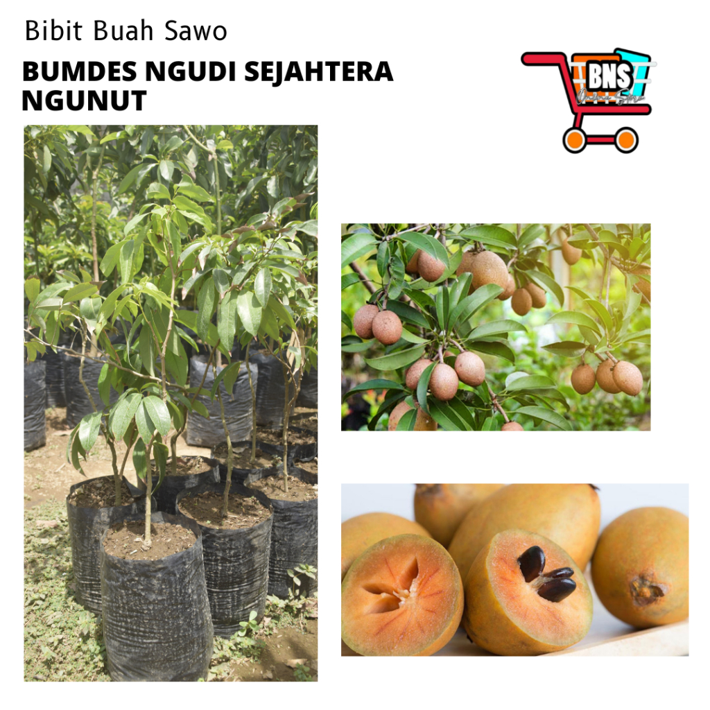 BIBIT SAWO/BIBIT BUAH SAWO/BIBIT BUAH SAWO BERKUALITAS