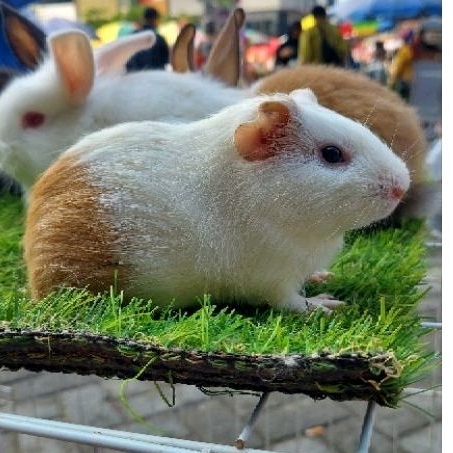 Marmut Lokal Anakan Sehat Lucu Usia 1-2 Bulan