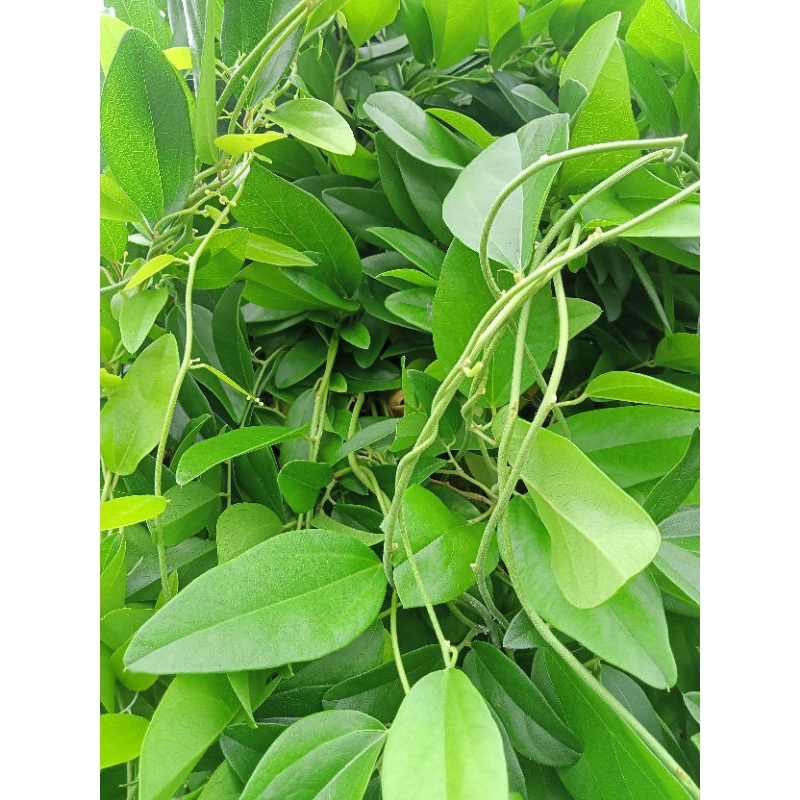 

daun cincau jelly 100gram