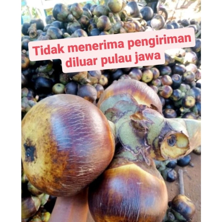 

✦MURAH LEBAY✦ buah lontar atau siwalan