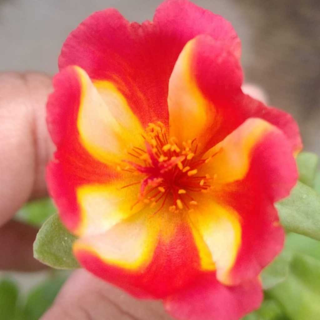 Bunga krokot Duna RED SIAM