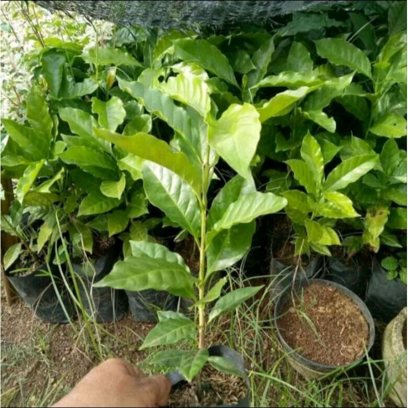 Bibit kopi Robusta unggul