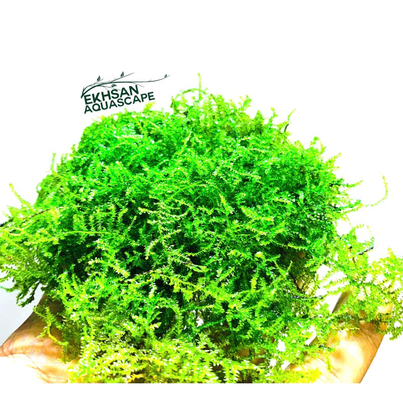 JAVA MOSS TANAMAN AQUASCAPE PER NAMPAN 30x20CM (beli 2 gratis 1/2 nampan )