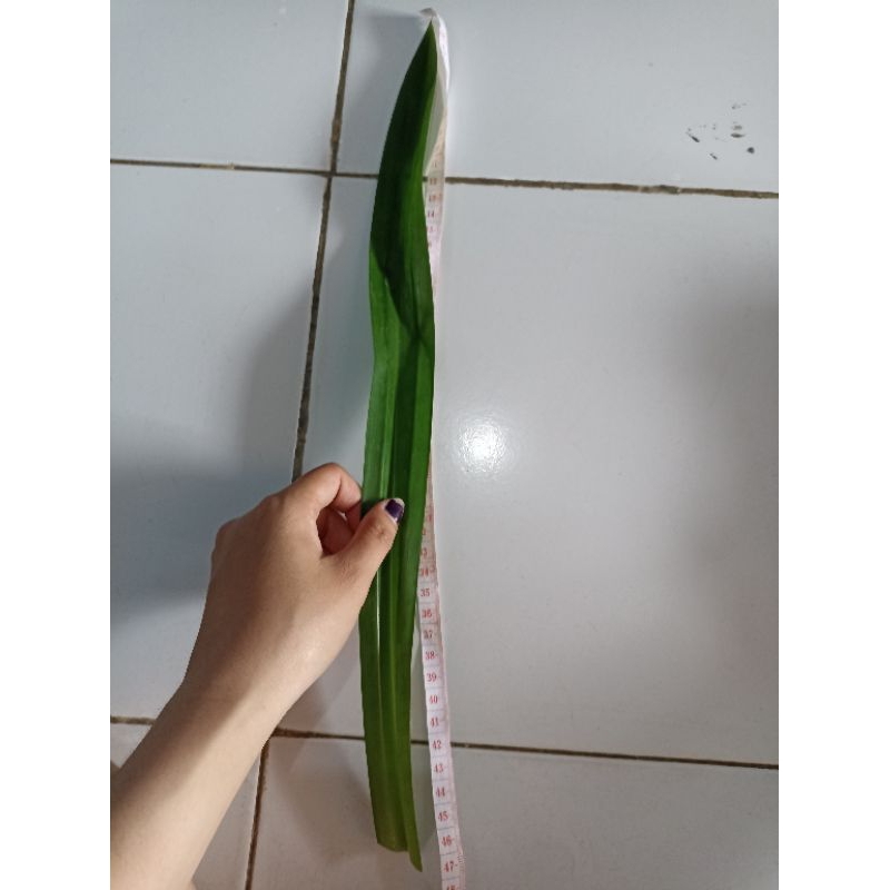 

Daun Pandan Segar per ikat (10-15lmbr)