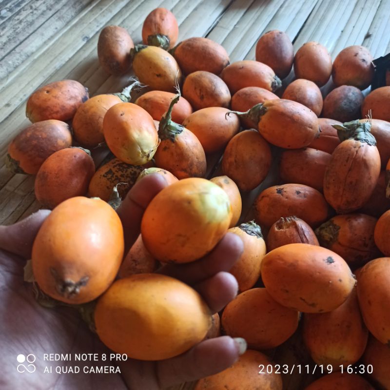 

Buah jambe tua / jebug tua 1 kg frees