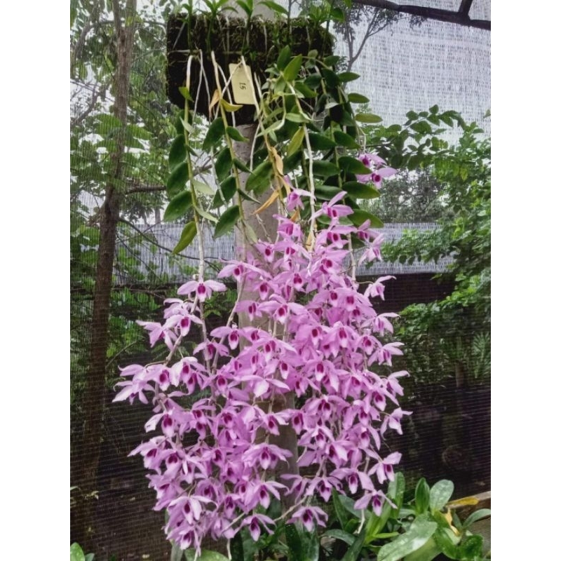 dendrobium anosmum gigantea