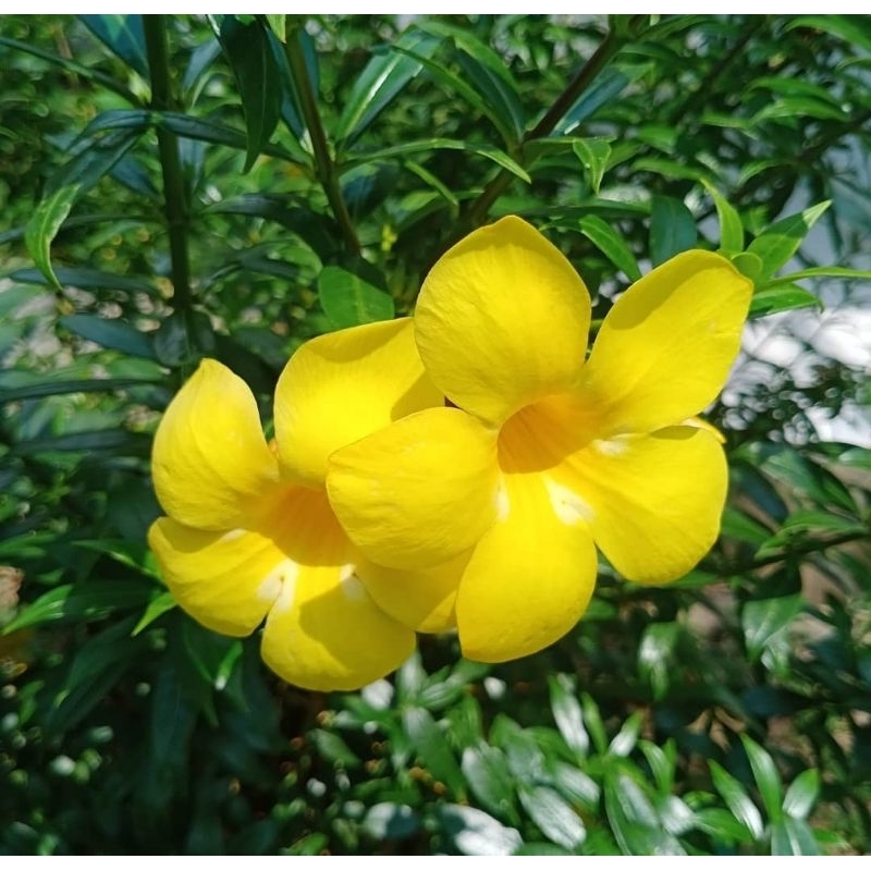 tanaman hias bunga alamanda - alamanda bunga kuning