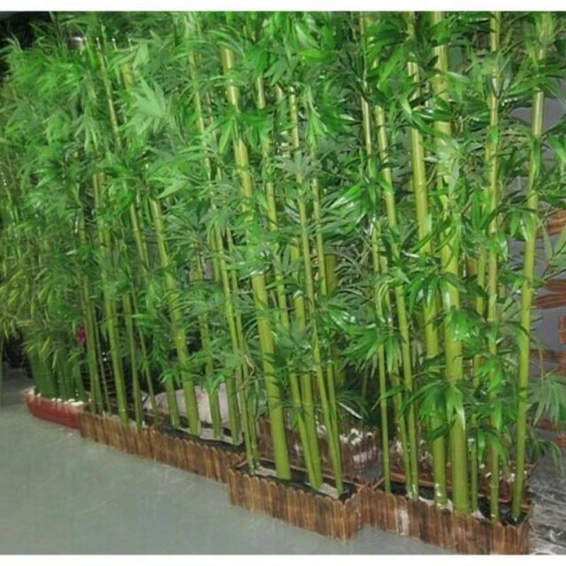 Bambu jepang tinggi 1 meter
