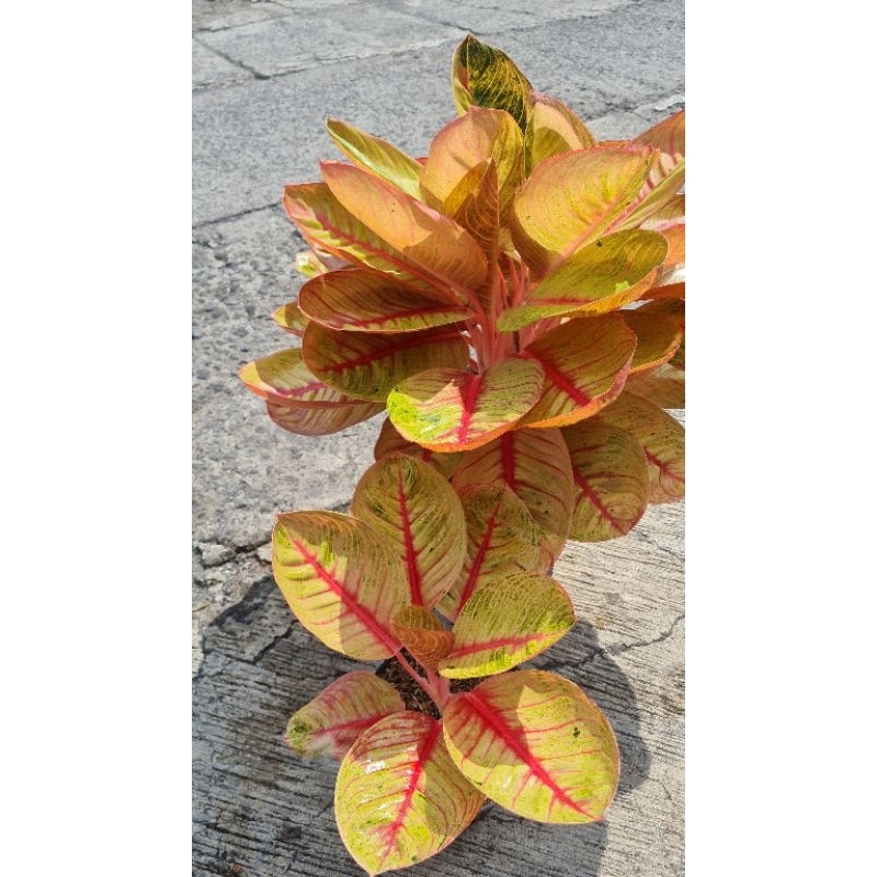 Aglonema Goliath Merah