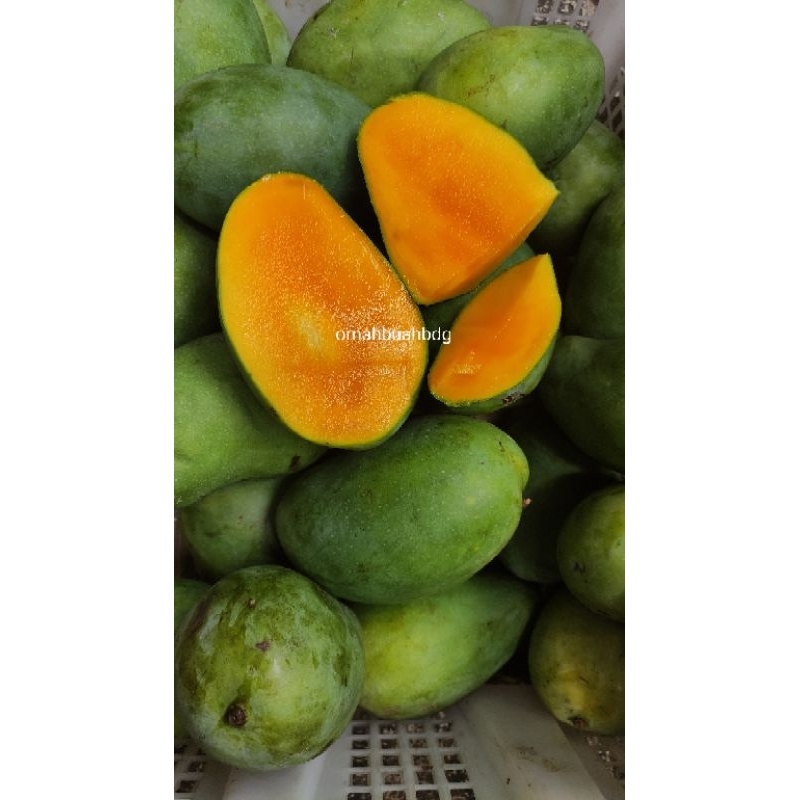 

Mangga harumanis