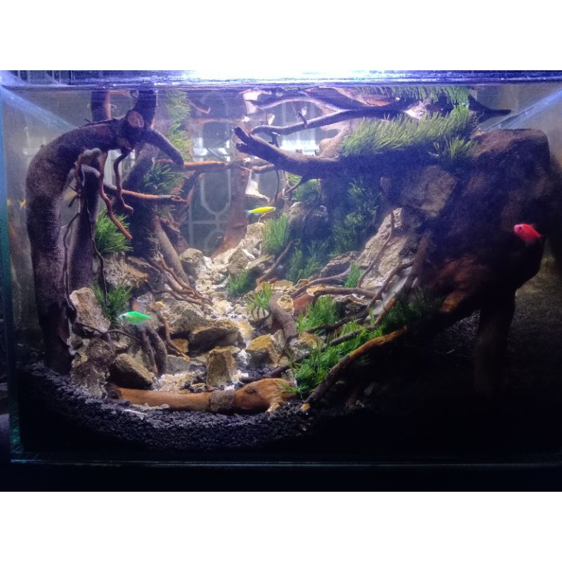 hardscape aquascape