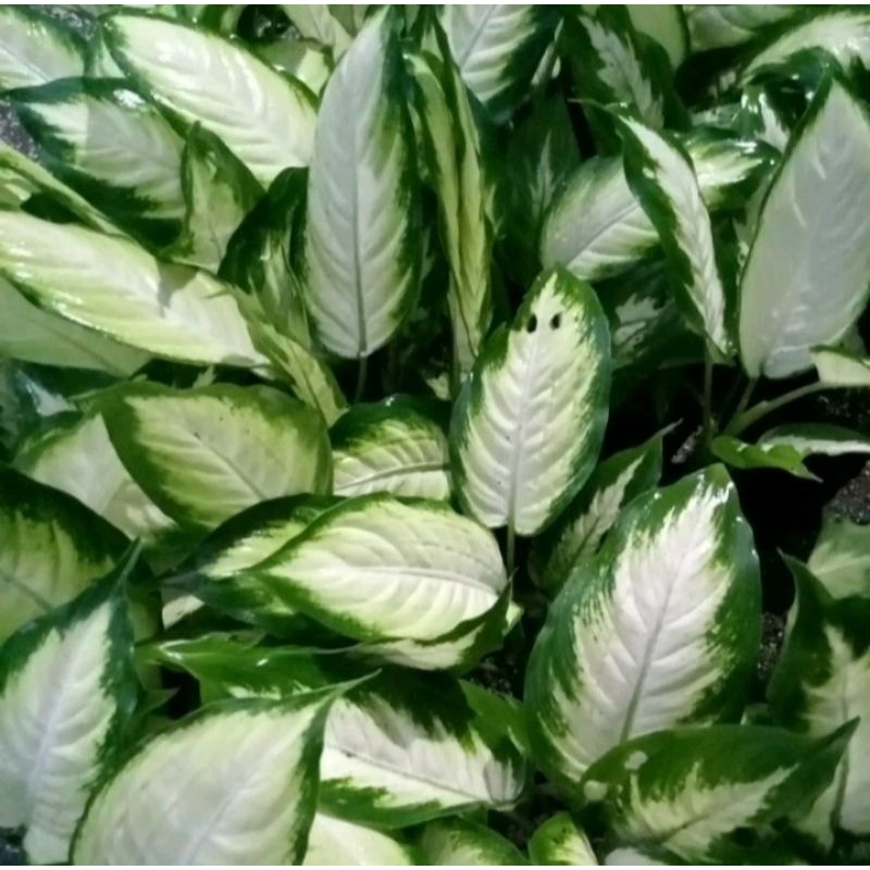 Tanaman Hias Diven tisu lokal / diven blanceng susu daun rimbun