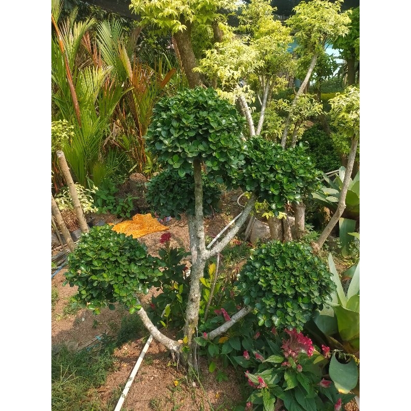 Tanaman Hias Bonsai Beringin Korea - Pohon Beringin Bonsai Korea